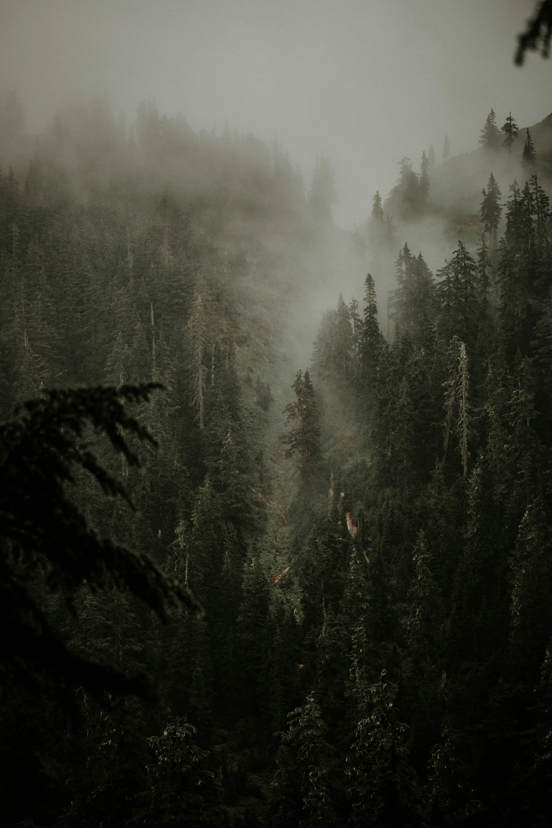 Mist settling among evergreen trees in Washington