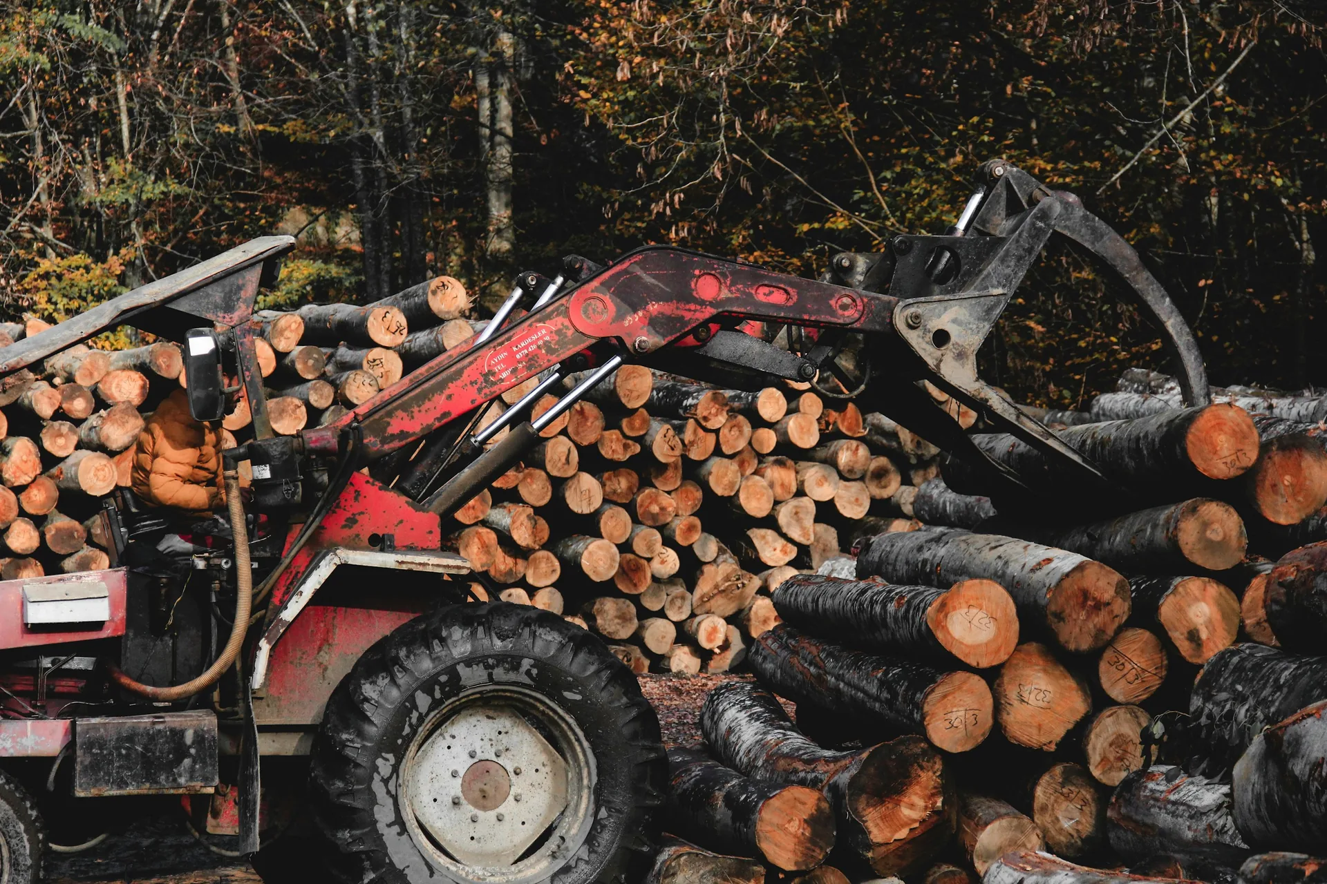 Timber loader working beside a stack of harvested logs